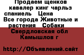 Продаем щенков кавалер кинг чарльз спаниель › Цена ­ 60 000 - Все города Животные и растения » Собаки   . Свердловская обл.,Камышлов г.